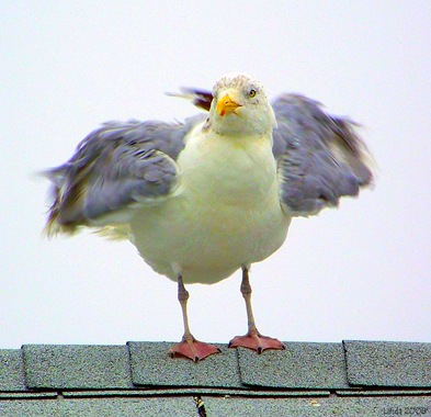 [What a gull![4].jpg]
