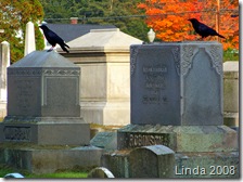 Crows