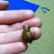 Cricket frog