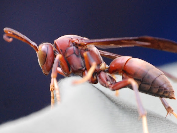 Spotting Image 1