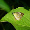 Striped Albatross (female)