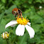 Blue banded bee