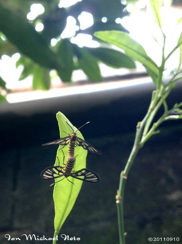 white antenna wasp moth