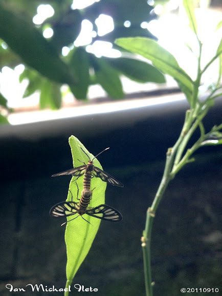 Spotting Image 1