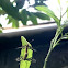 white antenna wasp moth