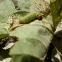 Caterpillar