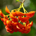 Eastern Gondola Bush ( Iodine Bush )