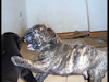Dogo Presa Canario
