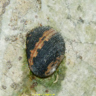 Sea Snail