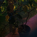 Spiral Gardinia