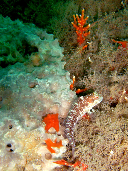Spotting Image 1