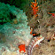 Seaweed Blenny