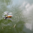 honey bee