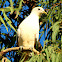 Pied Imperial Pigeon