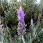 French lavender