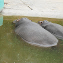 Hippopotamus