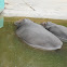 Hippopotamus