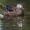 Wood Duck