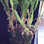 Bamboo