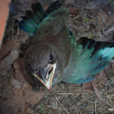 Dollarbird