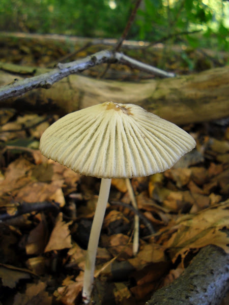 Coprinellus impatiens/Spitscellige donsinktzwam | Project Noah