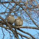 Little Owl