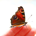 European Peacock