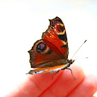 European Peacock