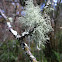 Usnea
