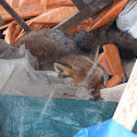 Red fox (dead)