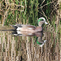American Wigeon