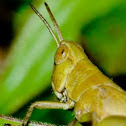 Grasshopper