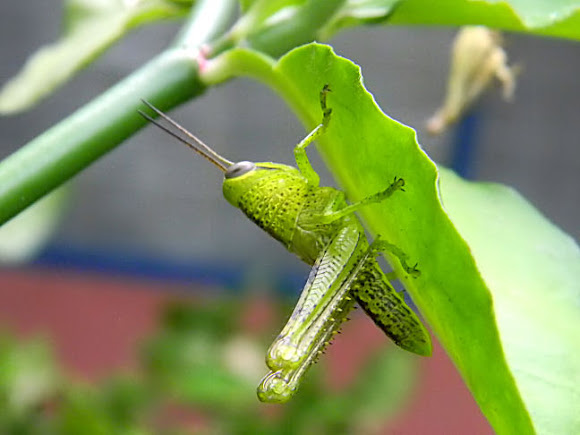 Spotting Image 1