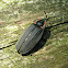 Winter Firefly