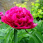 Peonía. Peony