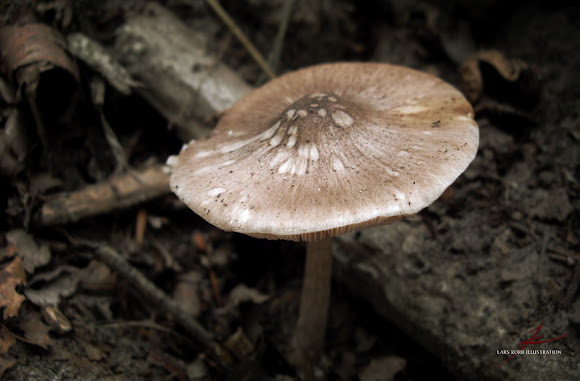 Spotting Image 1