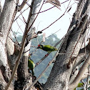 COPPERSMITH BARBET