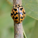 Southern ladybird