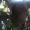 tarsier