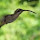 Birds of Panama and Costa Rica