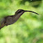 Long-tailed Hermit Hummingbird