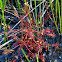 Spoon-Leaf Sundew