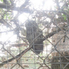 Eastern screech-owl