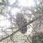 Eastern screech-owl