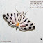 Crambidae Spilomelinae
