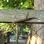 house gecko