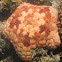 Pincushion sea star