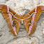 Eri Silk Moth