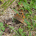 common buckeye