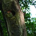 Red-bellied woodpecker